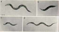 C. elegans mutants: a. normal, b. dumpy, c. small, d. long