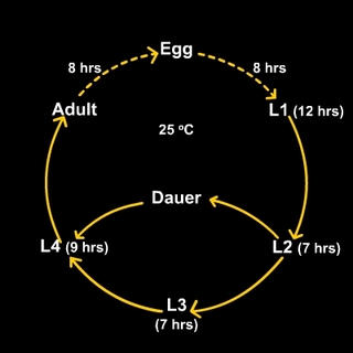 C. elegans life cycle: Click for more information
